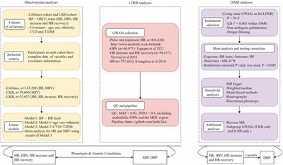 Observational and genetic evidence support a relationship between cardiac autonomic function and blood pressure